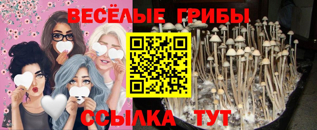 Полысаево  как найти закладки  Вход с VPN  Галлюциногенные грибы Psilocybe 